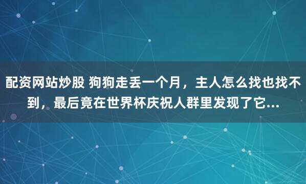 配资网站炒股 狗狗走丢一个月，主人怎么找也找不到，最后竟在世界杯庆祝人群里发现了它...